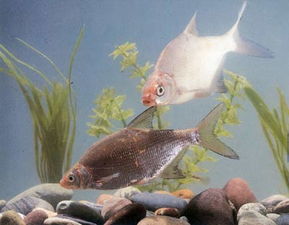 益農信息網 助力畜牧漁業飼料銷售的新引擎