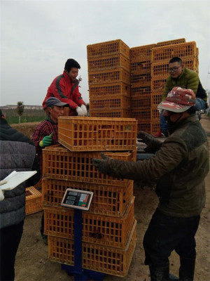 鹽城射陽臨海鎮八大家居委會 雞窩里飛出“金鳳凰”，畜牧漁業飼料銷售成富民新引擎